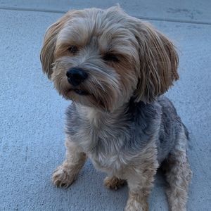 Meet your Posher, Thomas